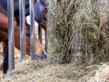 Höveler Webshop Kategorie Kachel Verdauung 360x270px